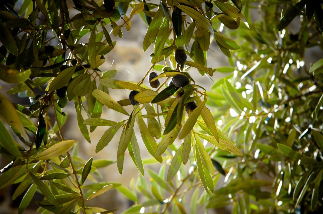 Afbeelding zonder ALT